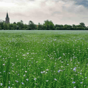 Noordwelle